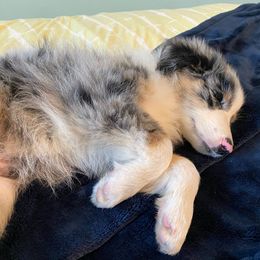 Aussiedoodle and Australian Shepherd Puppies from Annie's Aussies