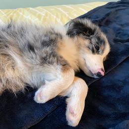 Aussiedoodle and Australian Shepherd Puppies from Annie's Aussies