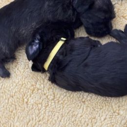 Glen of Imaal Terrier Puppies from Jake's Kennels