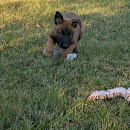 Green male - Mahogany male Belgian Malinois puppy in Paynes Corner, Virginia from Von-Zito Belgian Malinois