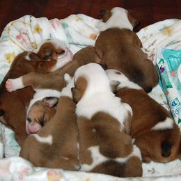 Bulldog Puppies from North Ga Bulldogs