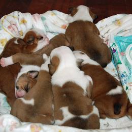 Bulldog Puppies from North Ga Bulldogs