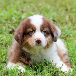 Kai - Red merle male Toy Australian Shepherd puppy in Bauxite, Arkansas from J and B Mini Aussies