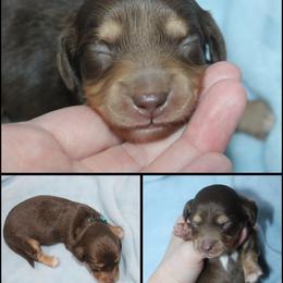 Bear - Chocolate and tan male Dachshund puppy in South Webster, Ohio from Griffith’s Gorgeous Dachshunds