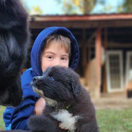 Colorado Mountain Dog Puppies from Victory Family Farm