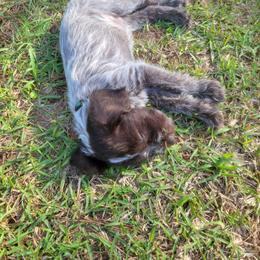 Girl 3 - Brown and gray female Wirehaired Pointing Griffon puppy in Maiden, North Carolina from Saint Barbara's Wirehaired Pointing Griffons