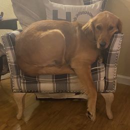 Birdie - Golden Retriever