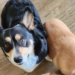 Pembroke Welsh Corgis from Corgi Noodles Garden