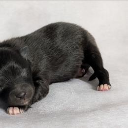 Shadow - Black male Pomeranian puppy in Fultonville, New York from Sandy Aussies & Pomeranians