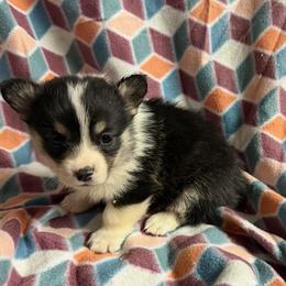Girl 2 - female Pembroke Welsh Corgi puppy in Azle, Texas from T & K Corgis