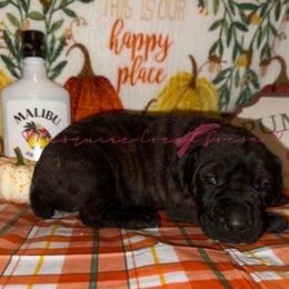 Malibu - Tiger female Perro de Presa Canario puppy in Horizon, Texas from Mesquite Creek Kennels