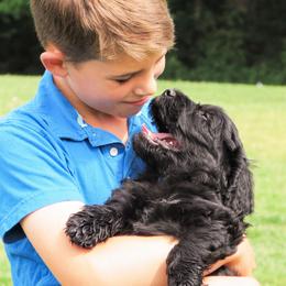 Portuguese Water Dog Puppies from Keehn-Country Porties