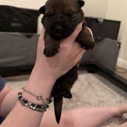 Girl 1 - Sable female German Shepherd puppy in Murrieta, California from Von Plateau