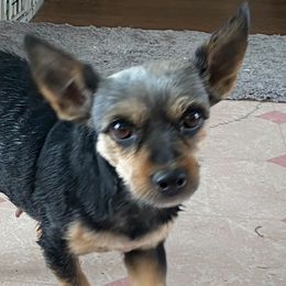 Yorkipoos and Yorkshire Terriers from Canines  Unlimited
