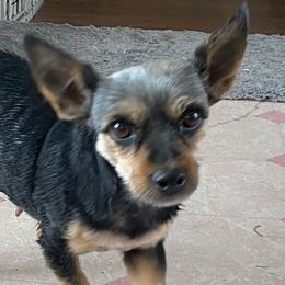 Yorkipoos and Yorkshire Terriers from Canines  Unlimited