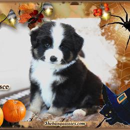 Cisco - Black tri male Miniature Australian Shepherd puppy in Ellsinore, Missouri from Shebang Aussies