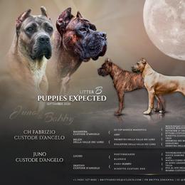 Cane Corso puppies from Arcana Cane Corso