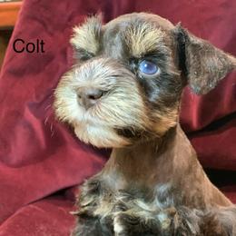 Colt - Liver male Miniature Schnauzer puppy in Kentucky from Mrs Bs Teeny Schnauzers & Doodles