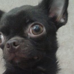 Chihuahuas from Soffe Arcobaleno