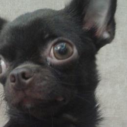 Chihuahuas from Soffe Arcobaleno