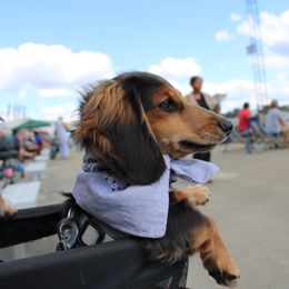 Dachshund All Grown Up from Rissas CrAz Critters