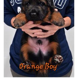 Orange Boy - Black and red male German Shepherd puppy in Lewistown, Missouri from Ewig Krieger Kennels