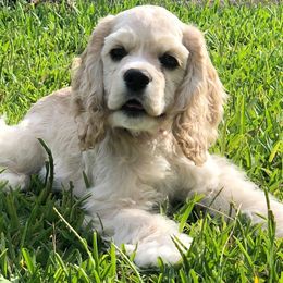 Cocker Spaniels from River City Cockers