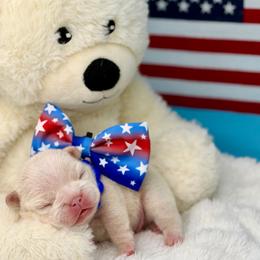 Blue - White male French Bulldog puppy in Wagoner, Oklahoma from Frenchie Frys
