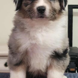 Green Collar Boy - Blue merle male Miniature American Shepherd puppy in Norfolk, Virginia from Givadem