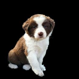 Breeze - White and red female Border Collie puppy in Cedar Springs, Michigan from Lyncroft Border Collies