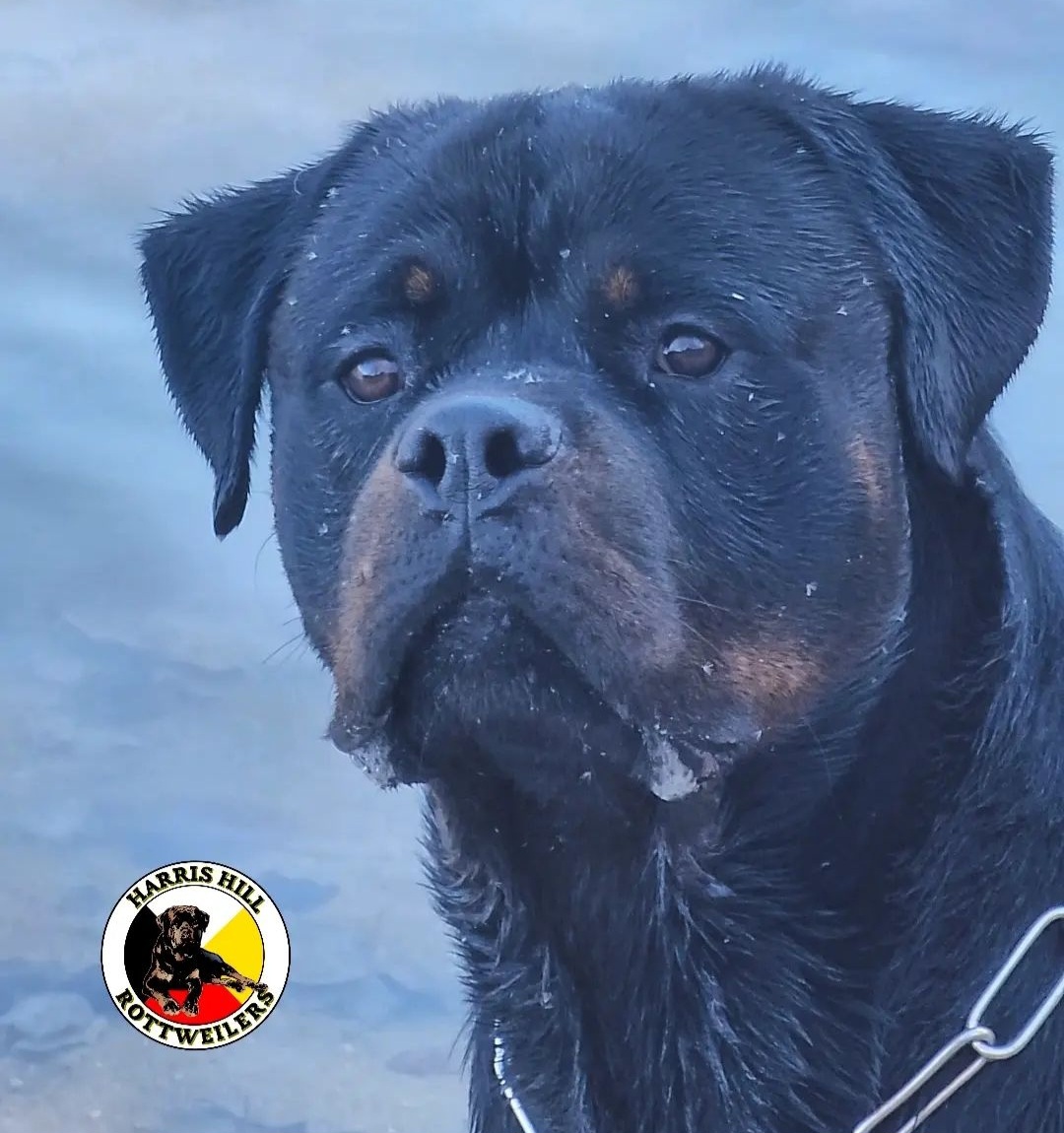 Oddy - Rottweiler