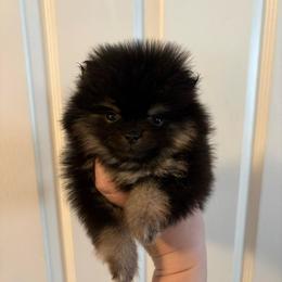 Ash - Black and tan parti female Pomeranian puppy in Denver, Colorado from Tiny Tornado Poms