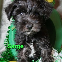 Miniature Schnauzer Puppies from Mountain View Schnauzers