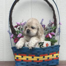 Cocker Spaniel Puppies from Doc's Cockers