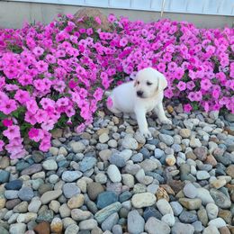 Happy - Yellow female Labrador Retriever puppy in Woodburn, Indiana from Marlene's Labrador Retrievers