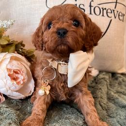 Bodie - Red male Cavapoo puppy in Fairmont, West Virginia from Family Raised Heirloom Companions