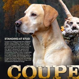 Coupe - Labrador Retriever