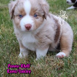Penny - Red merle female Miniature American Shepherd puppy in Elgin, Oregon from Cross L Miniature American Shepherds