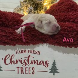 Ava - Yellow female Labrador Retriever puppy in Tigard, Oregon from Morrison Labrador Retreivers