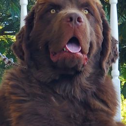 Goodwin - Newfoundland