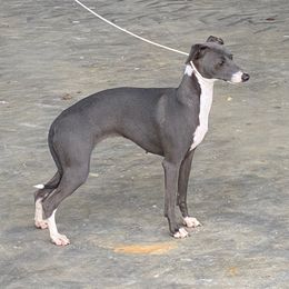 Muffin - Italian Greyhound