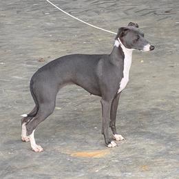 Muffin - Italian Greyhound