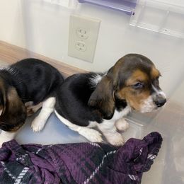 Basset Hound All Grown Up from Beckstrom’s Family Bassets