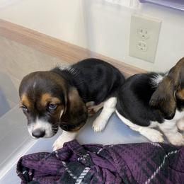 Basset Hound All Grown Up from Beckstrom’s Family Bassets
