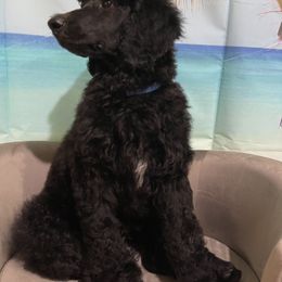 Poodle Puppies from Abbott Standard Poodles