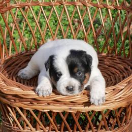 Juliet - Blue mottled female Australian Cattle Dog puppy in Buffalo Valley, Tennessee from Buffalo Valley Breeders