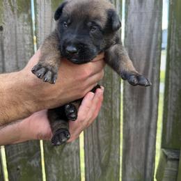 Chorus - Mahogany male Belgian Malinois puppy in Deerfield Beach, Florida from vd Hunde der neuen Äre