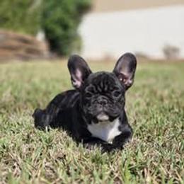 French Bulldog Puppies from Reds Frenchies