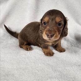 Hopper (pink collar) - Chocolate and tan male Dachshund puppy in Anaconda, Montana from Williams Family Dachshunds