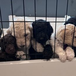 Poodles from Ani Kyan